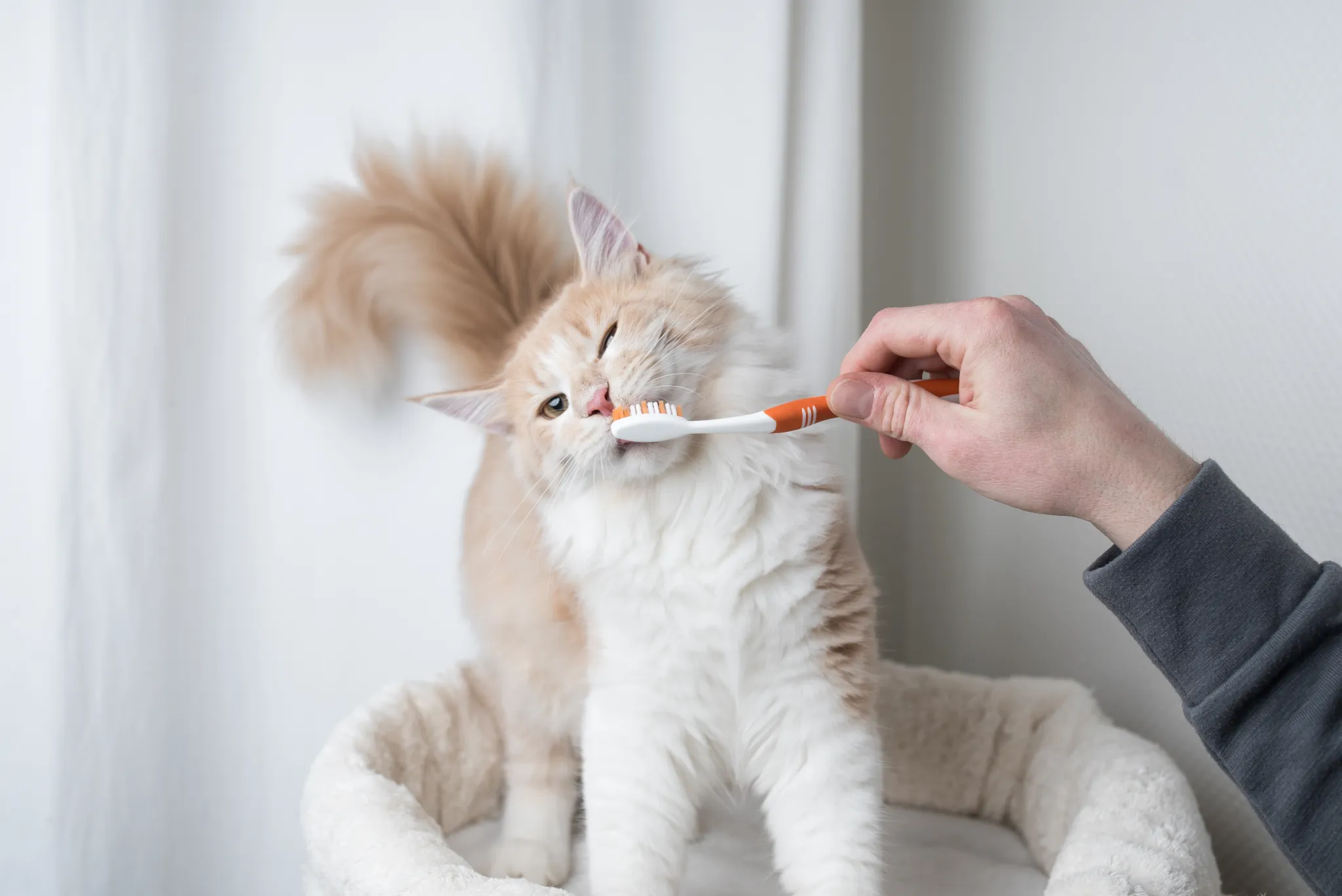5 cách hiệu quả để chăm sóc sức khỏe răng miệng cho mèo của bạn