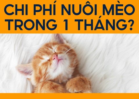 Chi Phí Nuôi Mèo 1 Tháng Bao Nhiêu Tiền? (Dành Cho Mèo Con)